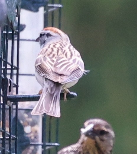 Chipping Sparrow - burton balkind