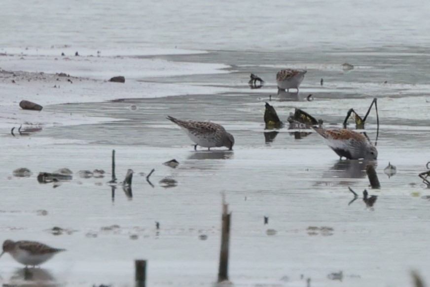 White-rumped Sandpiper - ML619201170