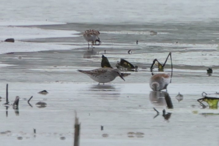 Weißbürzel-Strandläufer - ML619201172