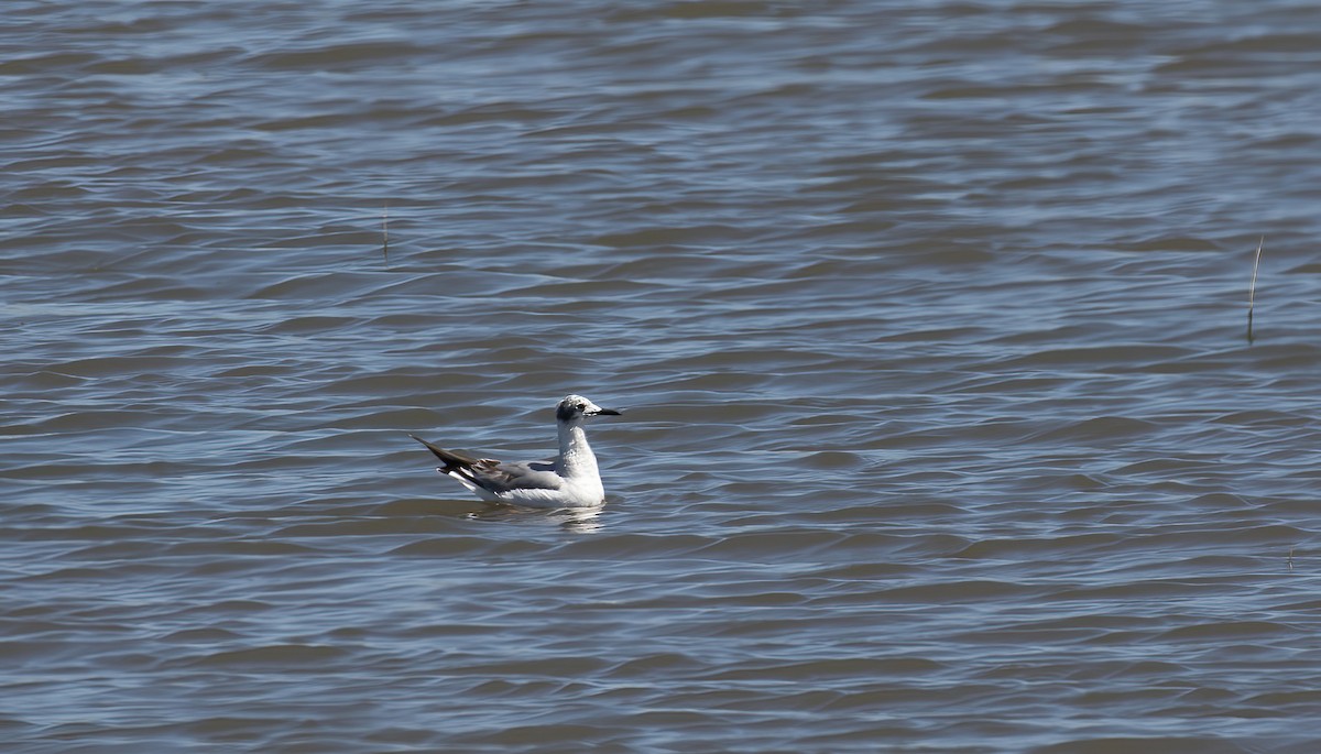 Bonaparte's Gull - Chuck Gates