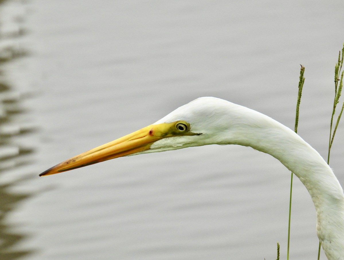 Great Egret - Van Remsen