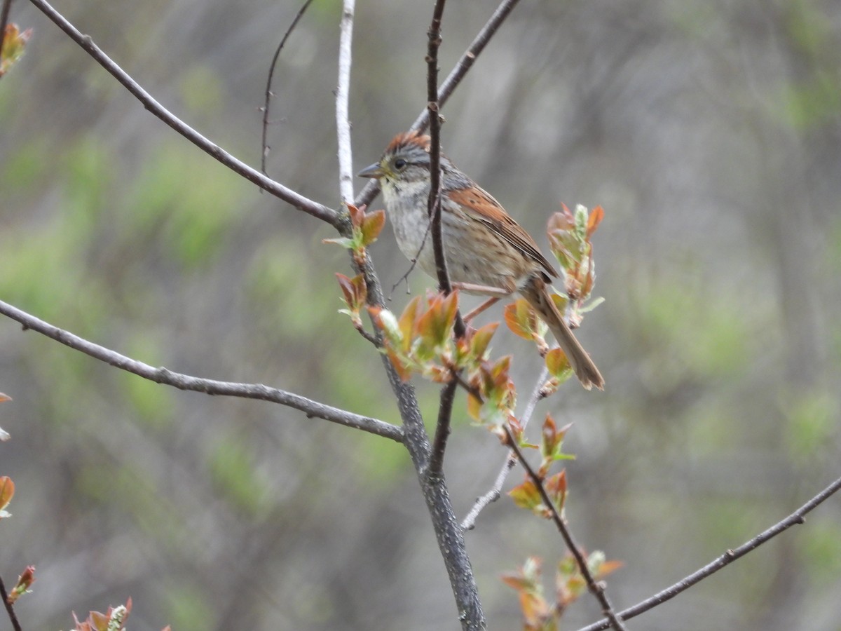 Swamp Sparrow - Nicole St-Amant