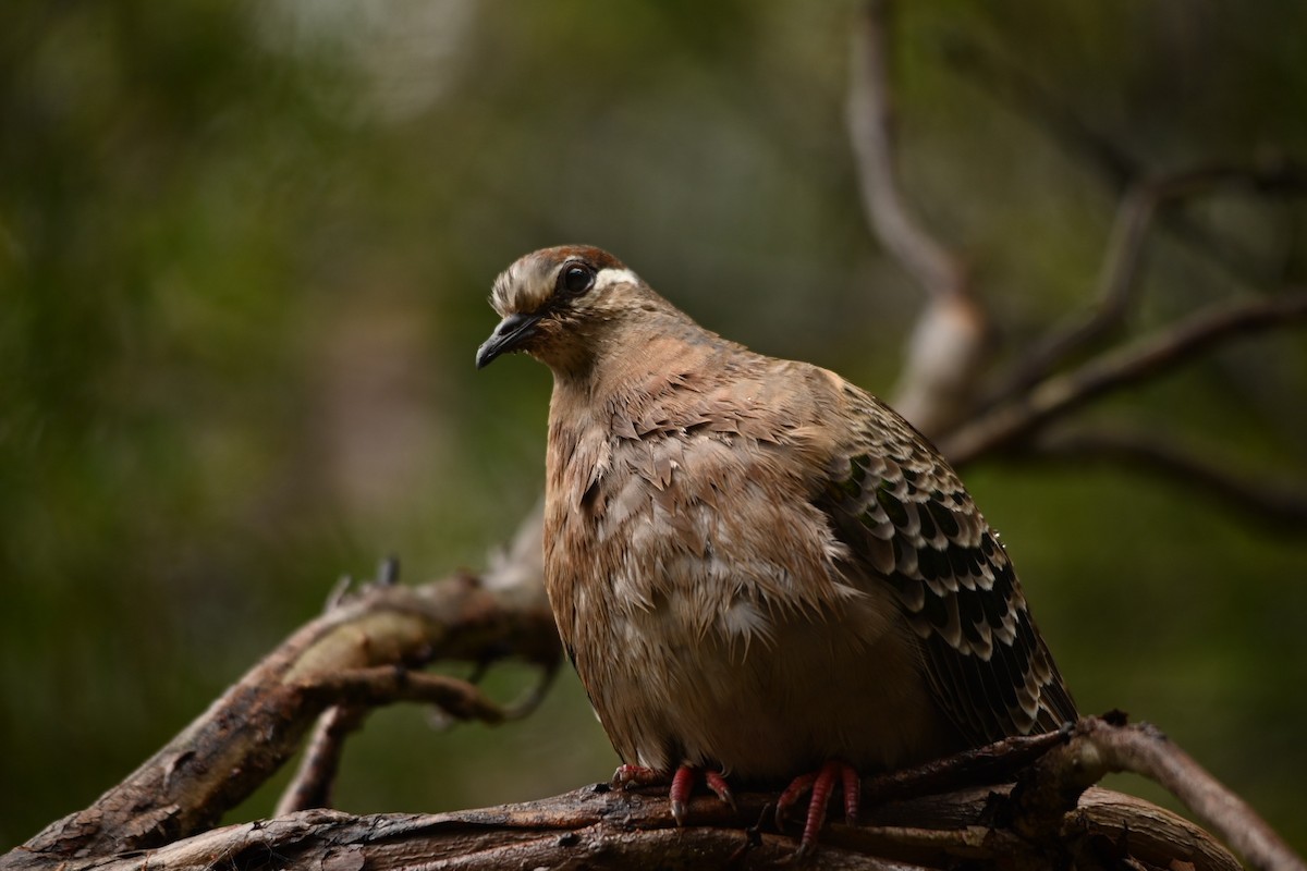 Common Bronzewing - Nic Swinton