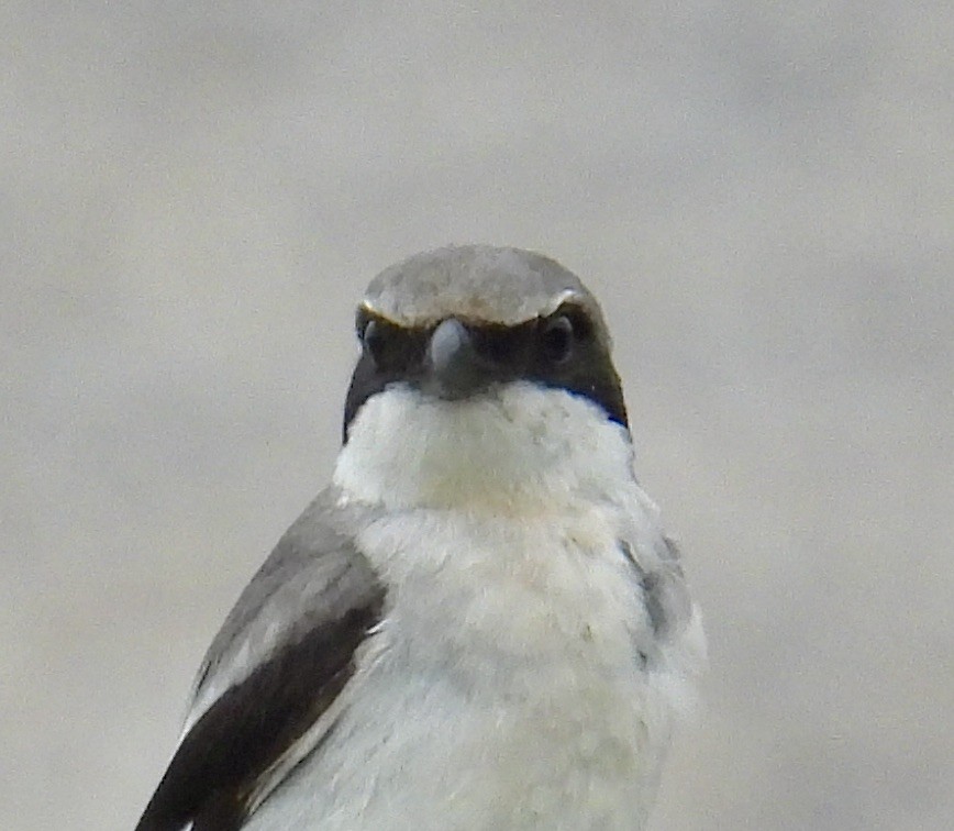 Loggerhead Shrike - Van Remsen