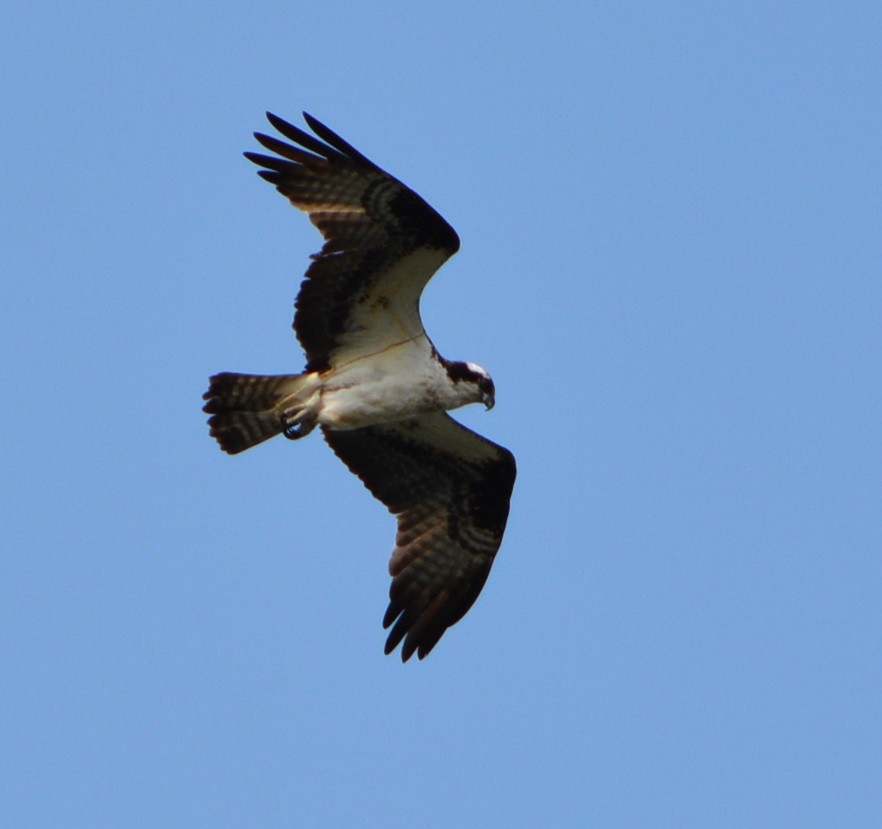 Balbuzard pêcheur - ML619201263