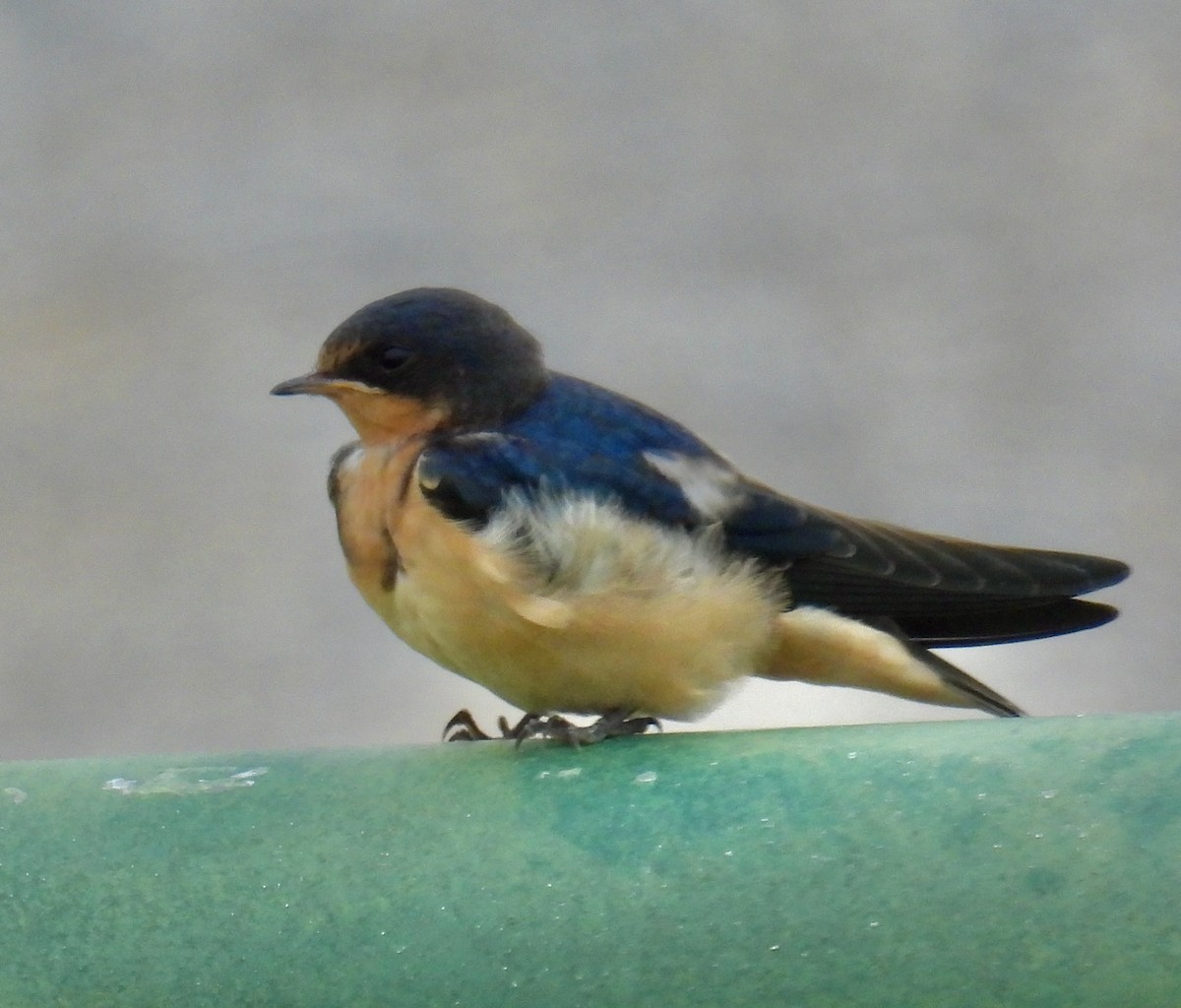 Barn Swallow - Van Remsen