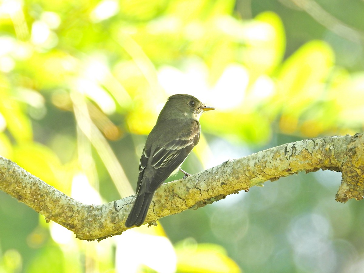 Western Wood-Pewee - Alejandra Pons