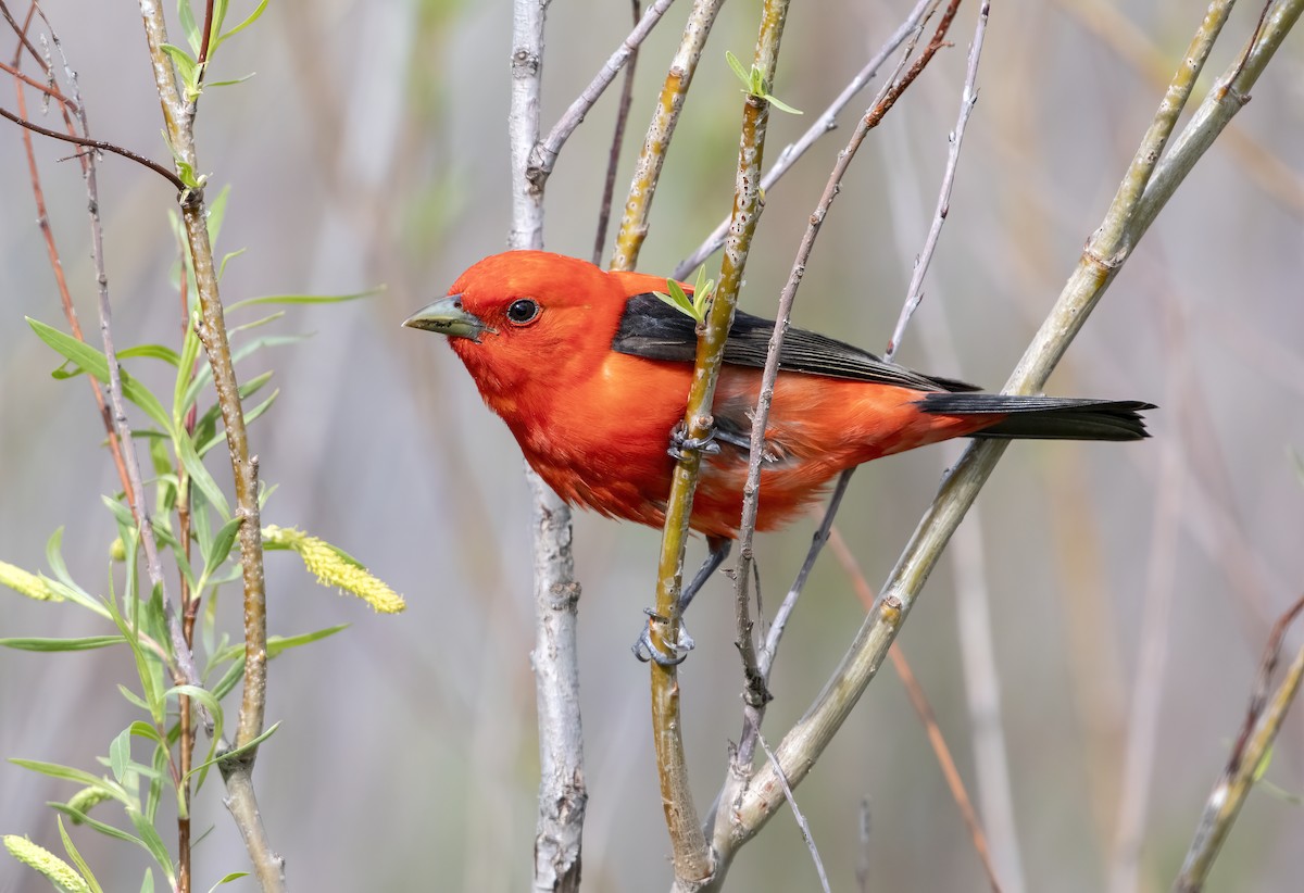 Scarlet Tanager - Annie McLeod