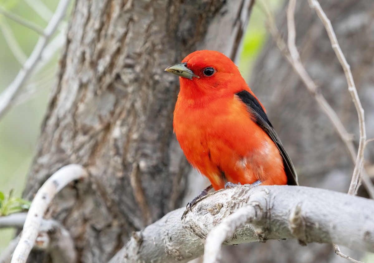 Scarlet Tanager - Annie McLeod