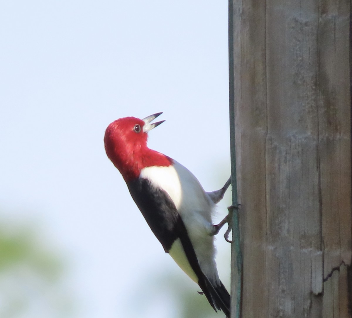 Red-headed Woodpecker - Jan Parrott