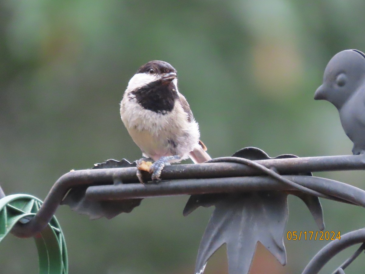 Carolina Chickadee - Susan Leake