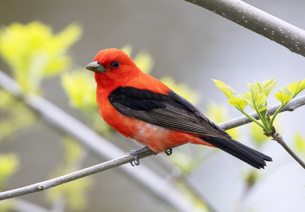 Scarlet Tanager - Annie McLeod