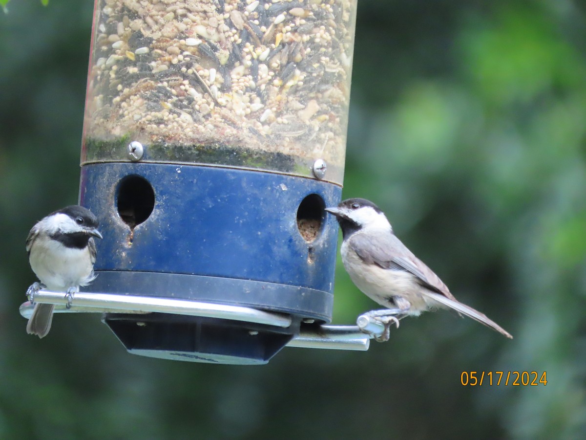 Carolina Chickadee - Susan Leake