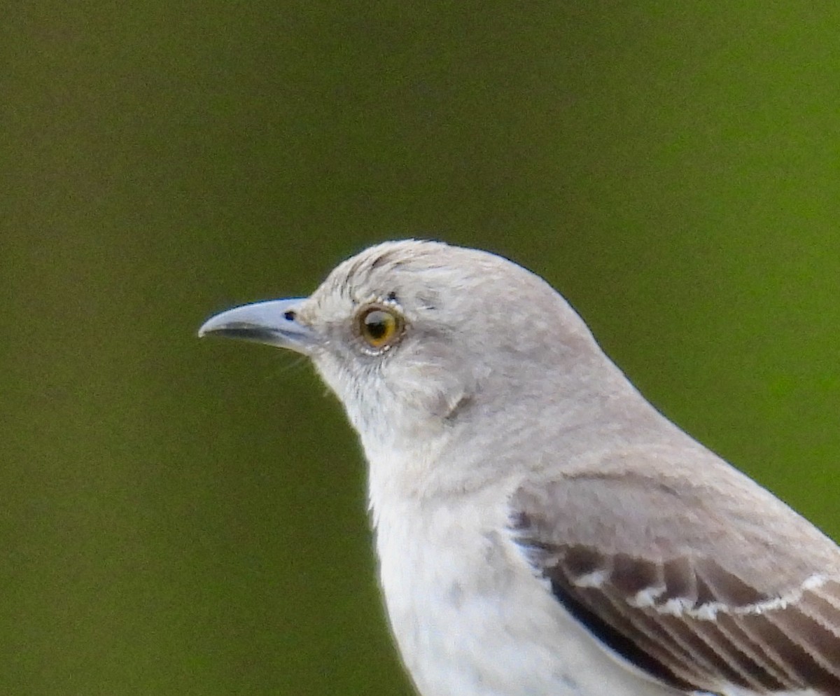 Northern Mockingbird - ML619201307