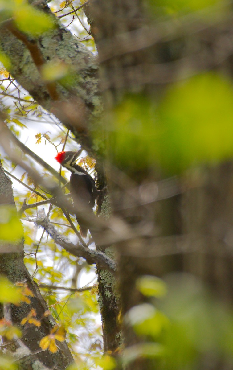 Pileated Woodpecker - Rick Beaudon