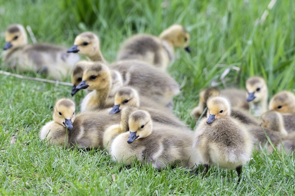 Canada Goose - Annie McLeod