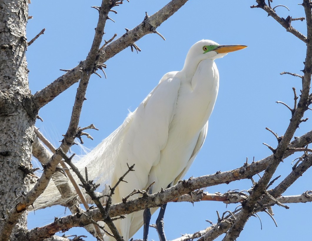 Great Egret - Evan Peterson