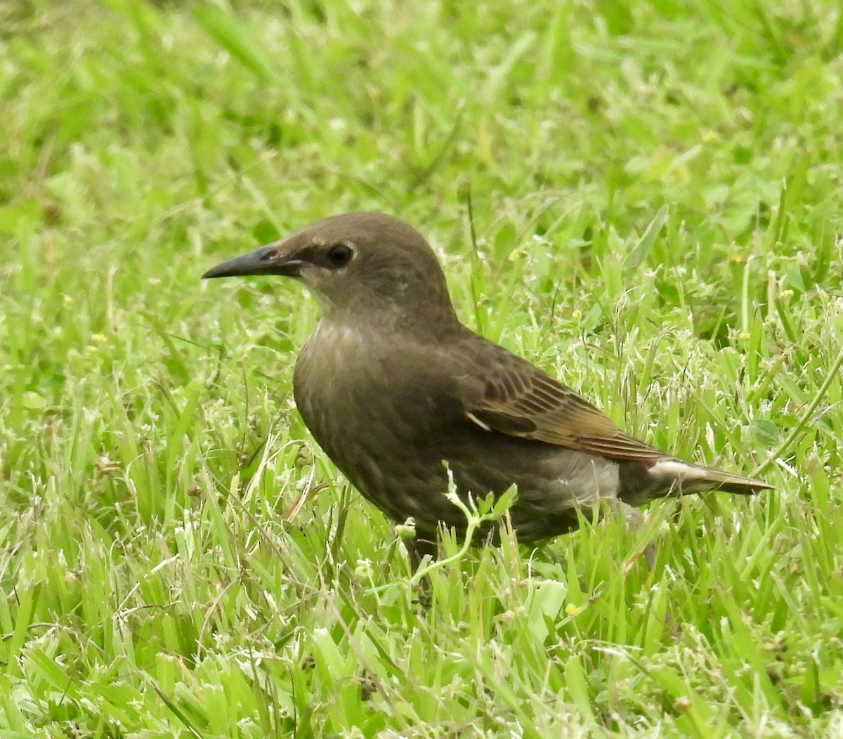 歐洲椋鳥 - ML619201325