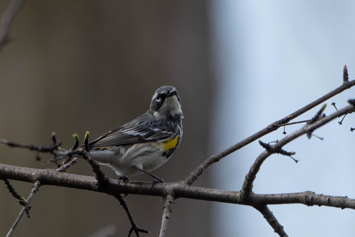 Yellow-rumped Warbler (Myrtle) - Andrea Heine