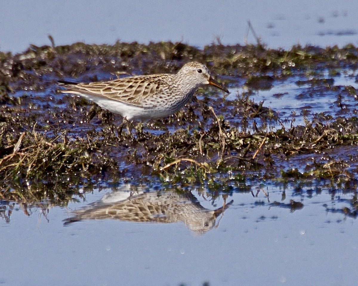 White-rumped Sandpiper - ML619201440