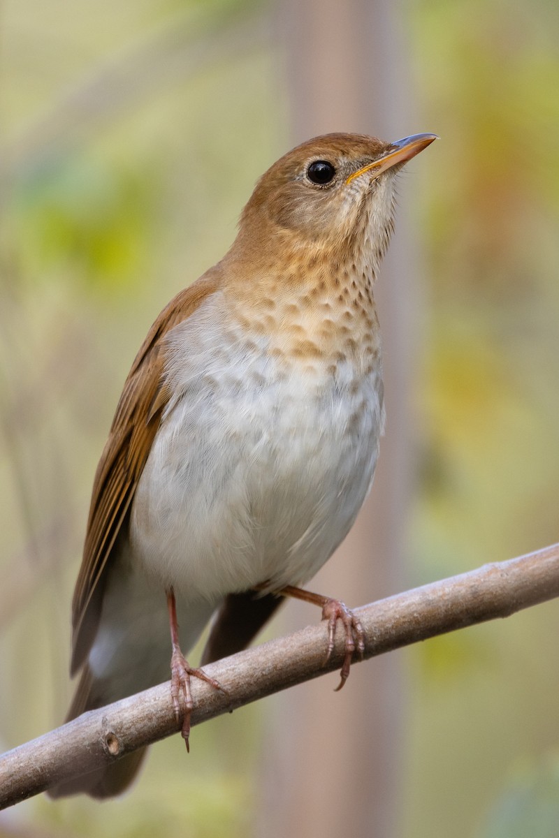 Veery - Lyall Bouchard