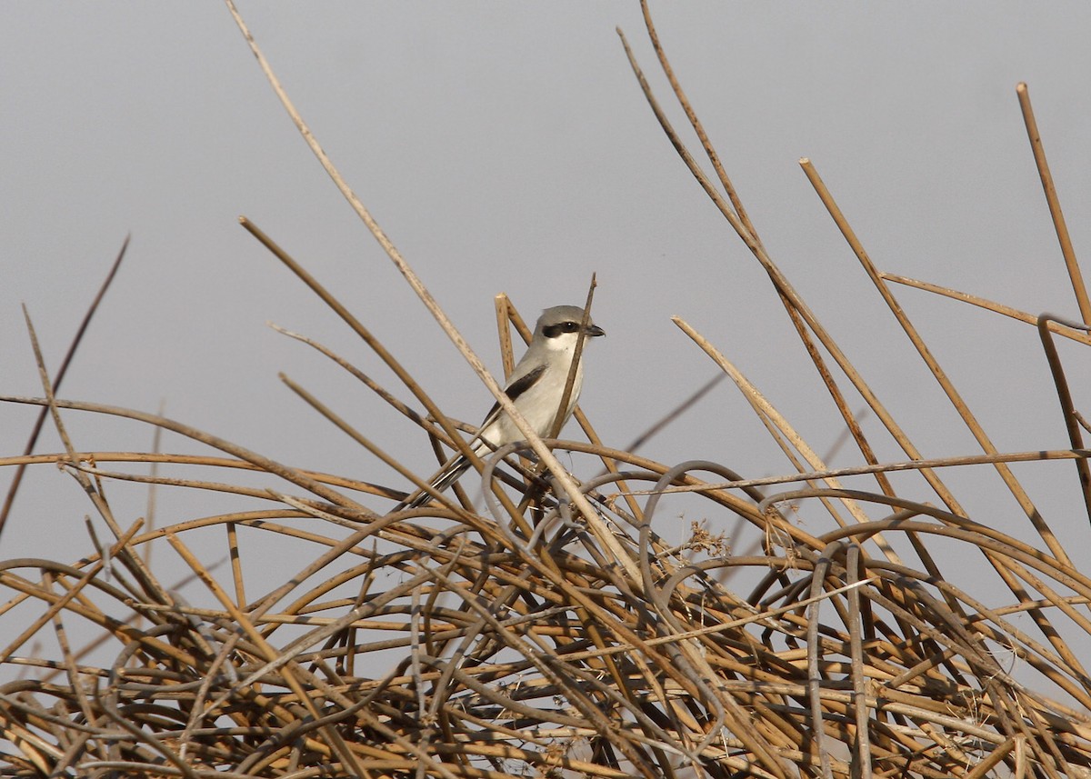 Pie-grièche migratrice - ML619201447