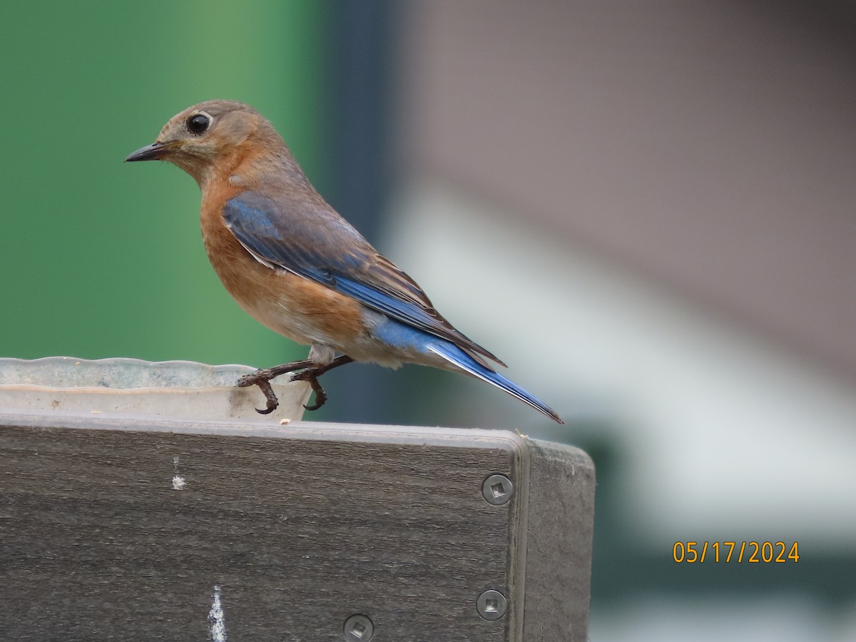 Eastern Bluebird - Susan Leake