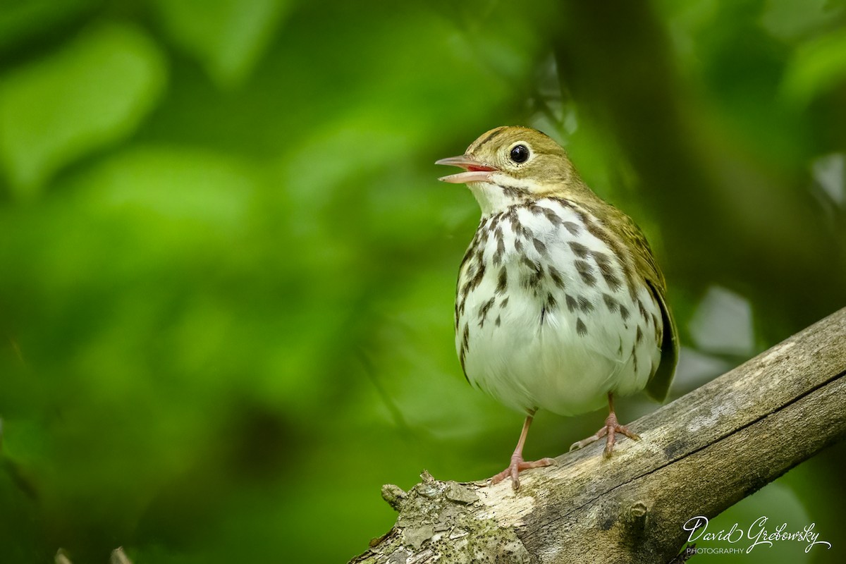 Ovenbird - Dave G