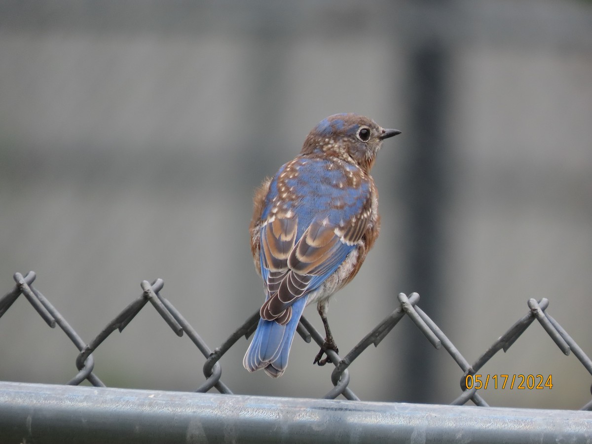 Eastern Bluebird - Susan Leake