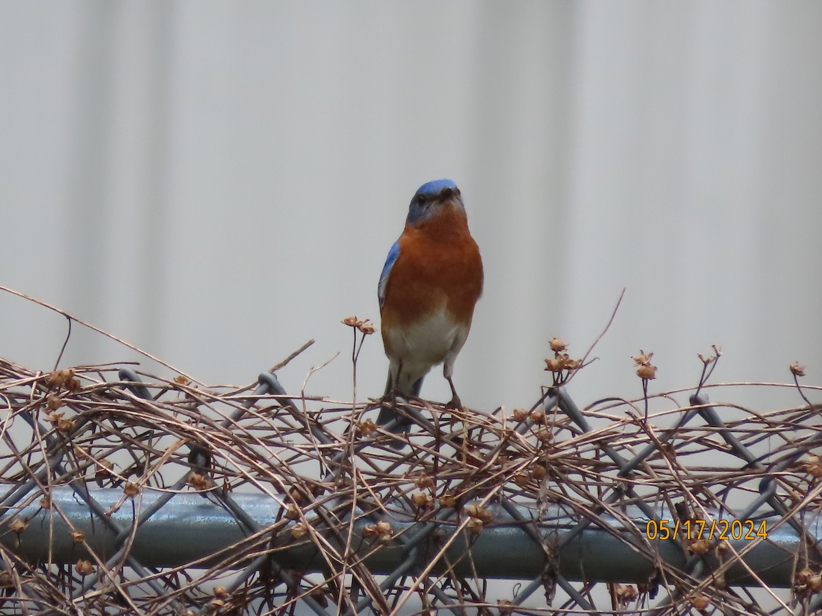 Eastern Bluebird - Susan Leake