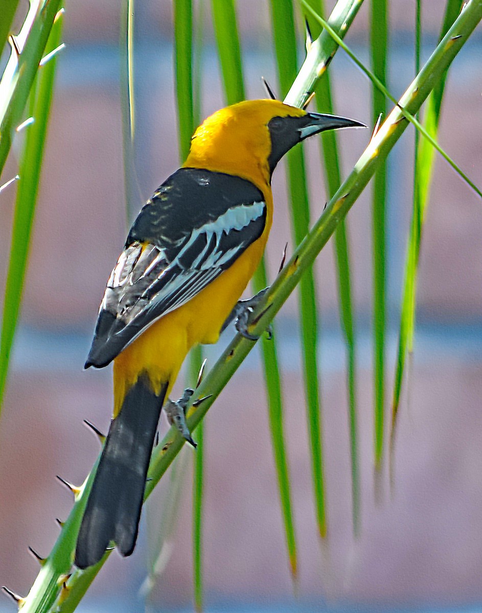 Hooded Oriole - Jack Maddox