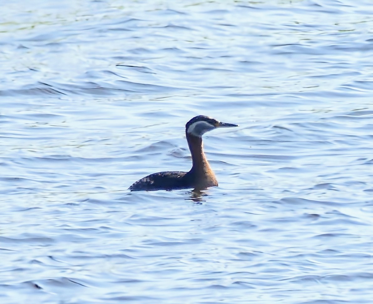 Red-necked Grebe - Evan Peterson