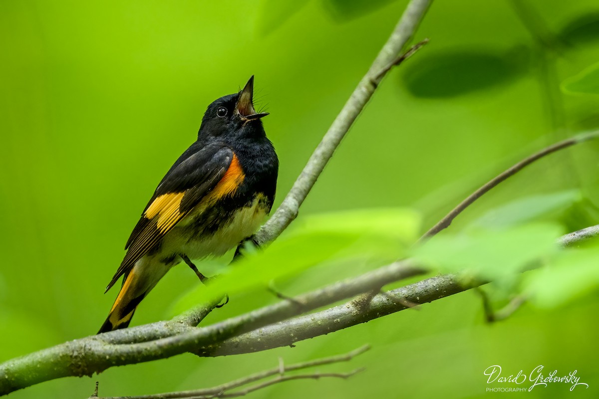 American Redstart - Dave G