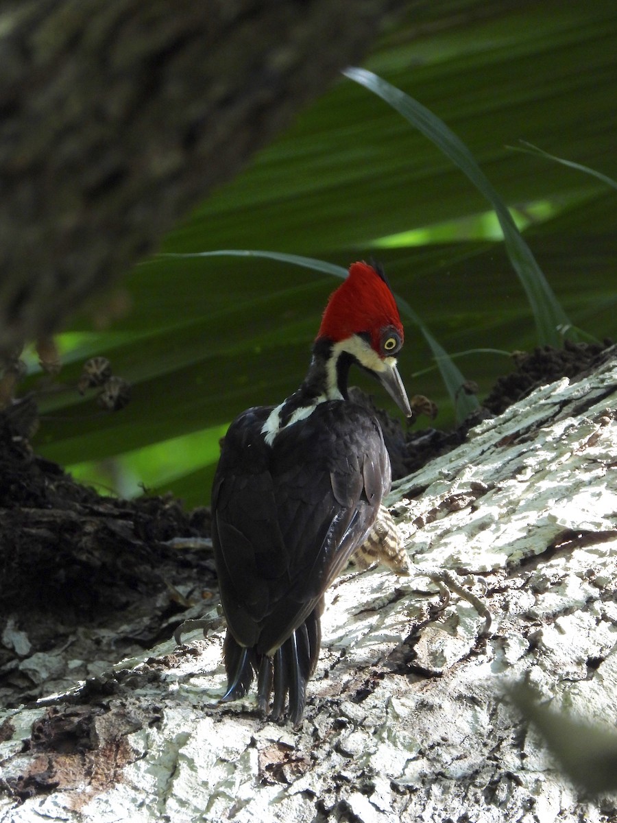 Crimson-crested Woodpecker - Alejandra Pons