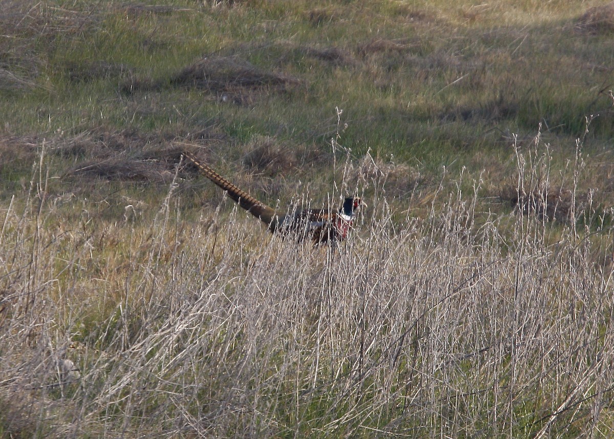 Ring-necked Pheasant - William Clark