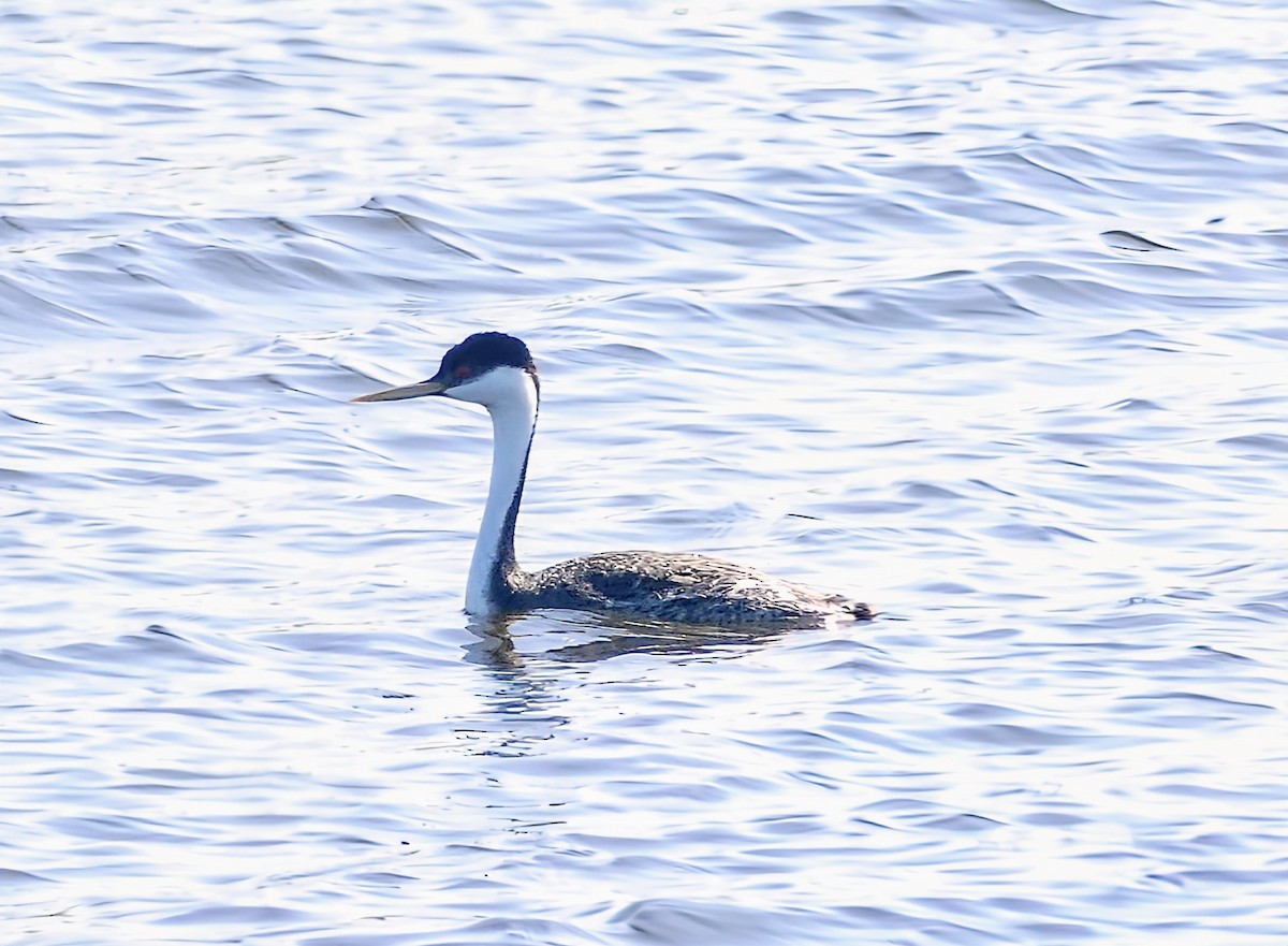 Western Grebe - Evan Peterson