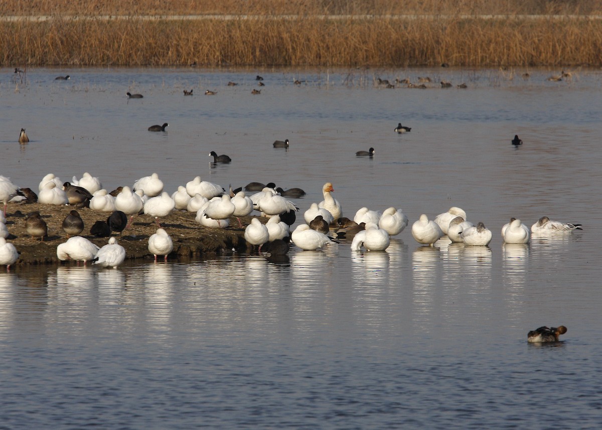 Snow Goose - William Clark