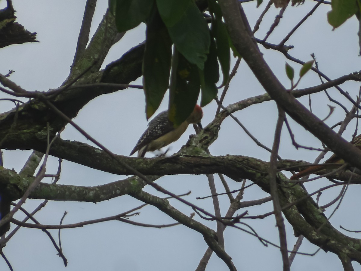 Red-crowned Woodpecker - OMAR JAVIER LÓPEZ GÓMEZ