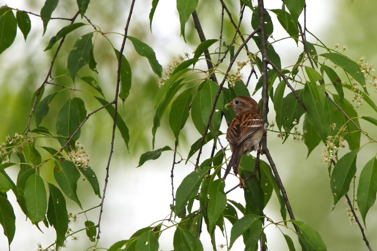 Field Sparrow - David Mayle