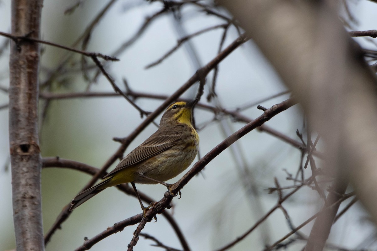 Palm Warbler - Andrea Heine