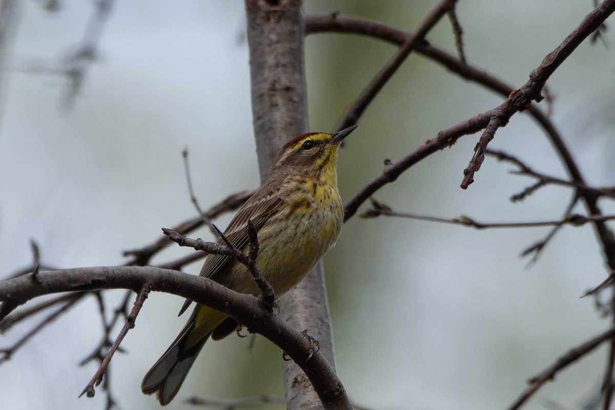 Palm Warbler - Andrea Heine