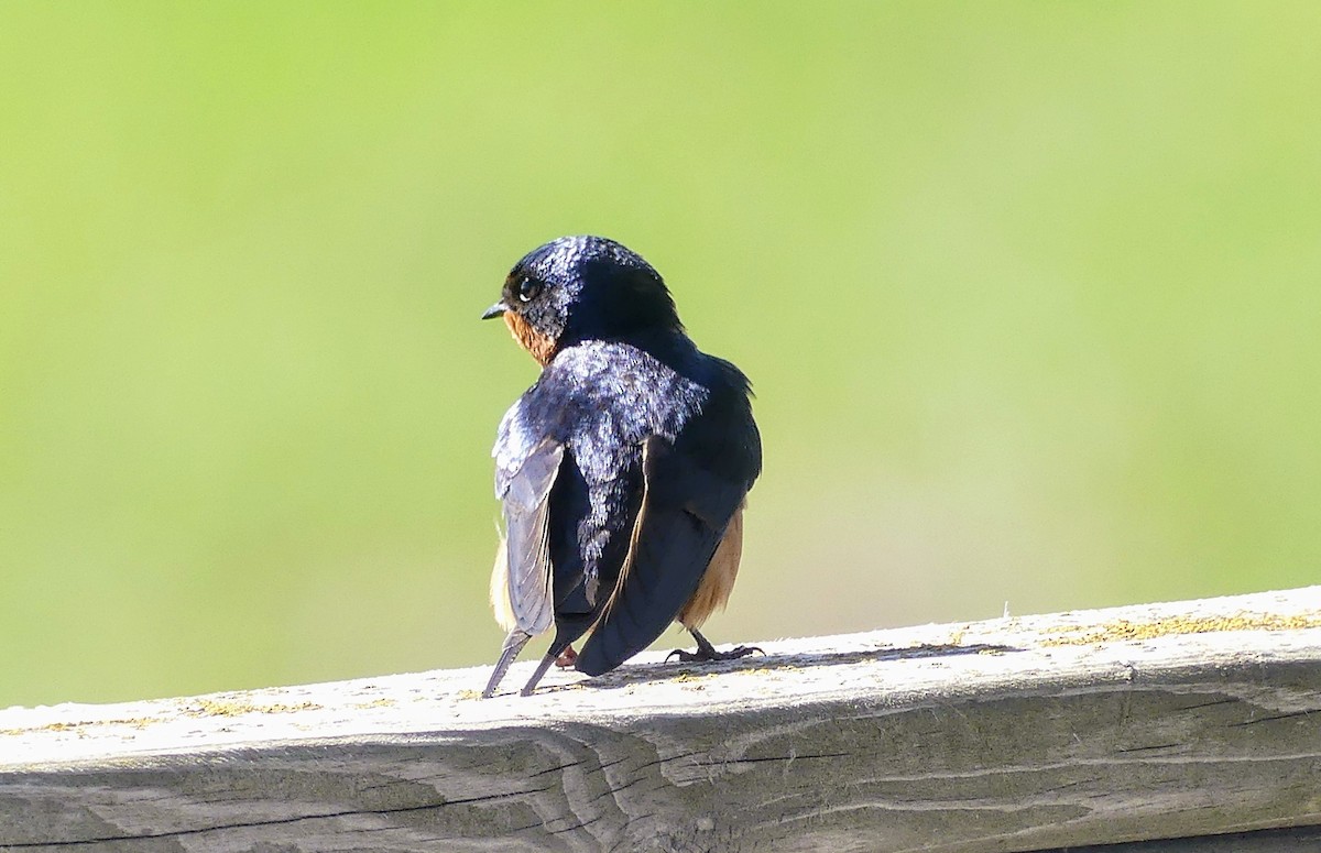 Barn Swallow - Evan Peterson