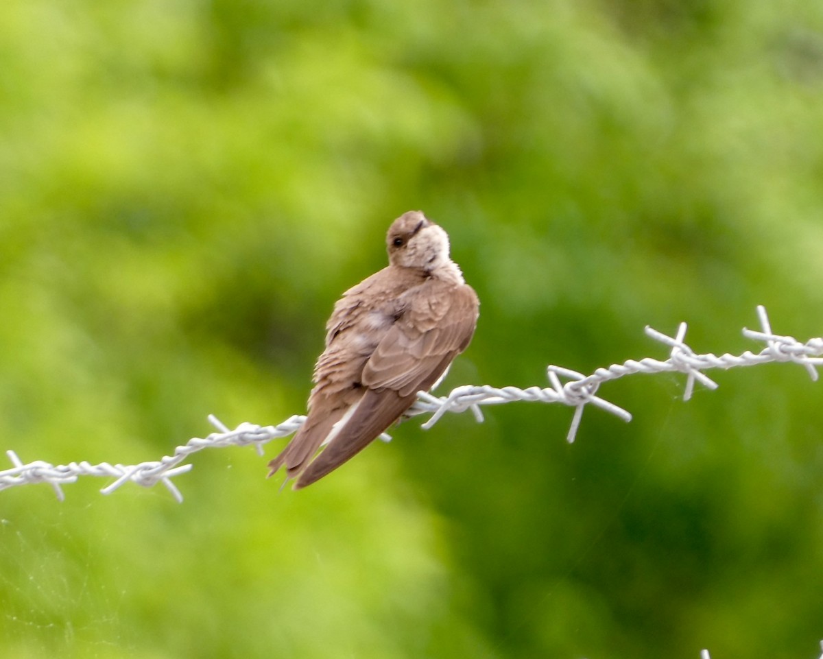 Northern Rough-winged Swallow - Kathy L. Mock