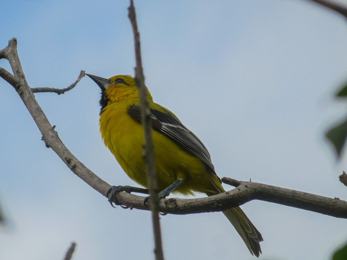 Yellow Oriole - OMAR JAVIER LÓPEZ GÓMEZ