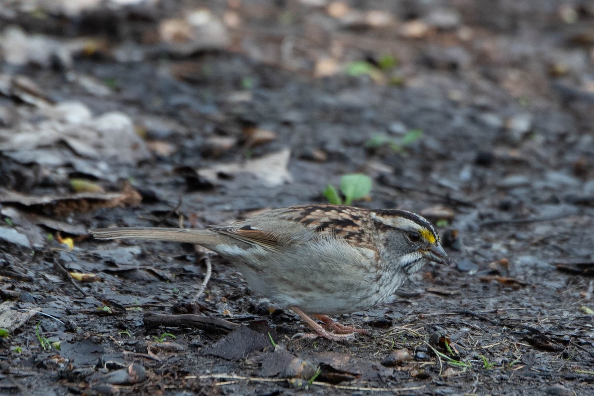 White-throated Sparrow - Andrea Heine