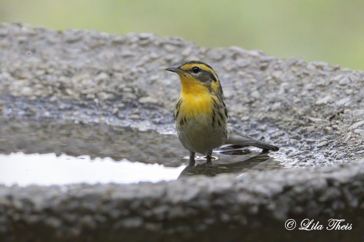 Blackburnian Warbler - Lila Theis