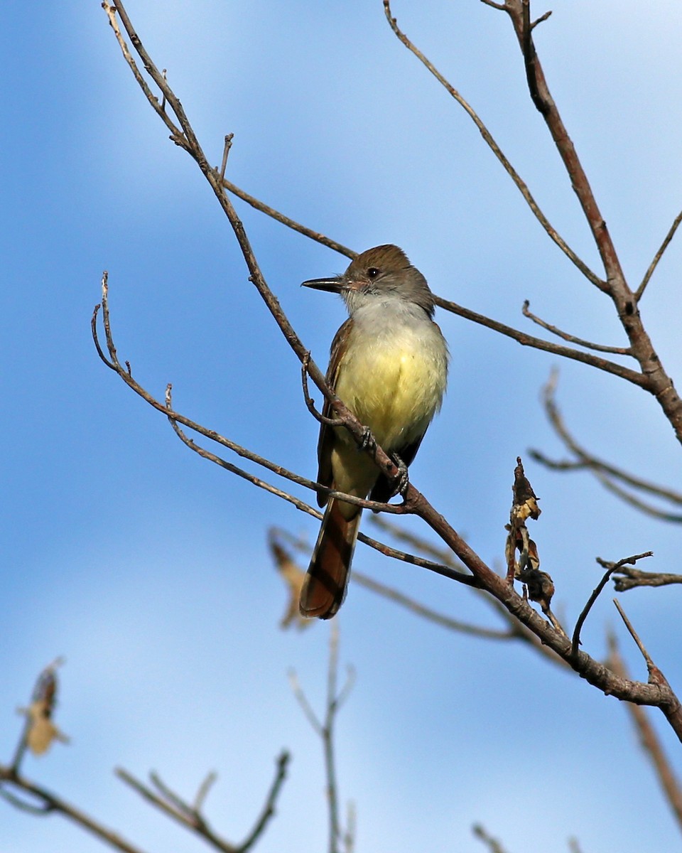 Brown-crested Flycatcher - Marceline VandeWater