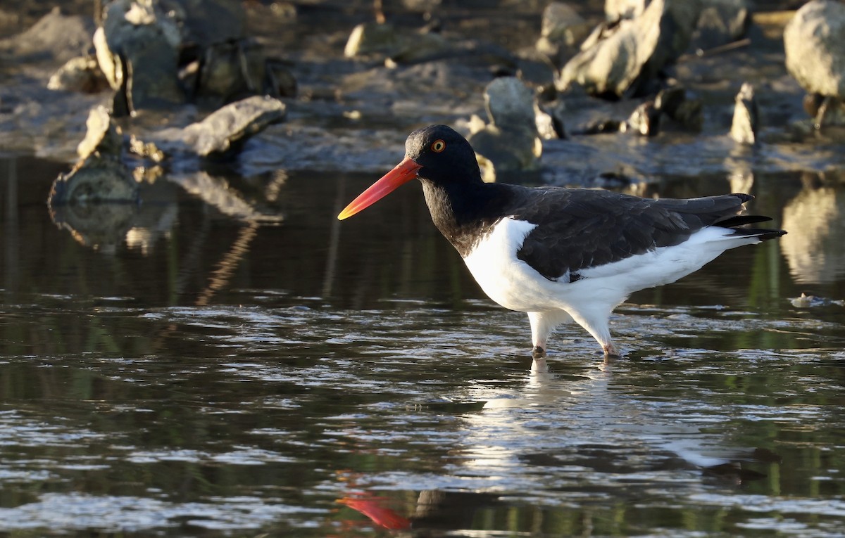 American Oystercatcher - Grace Simms  🐦‍⬛