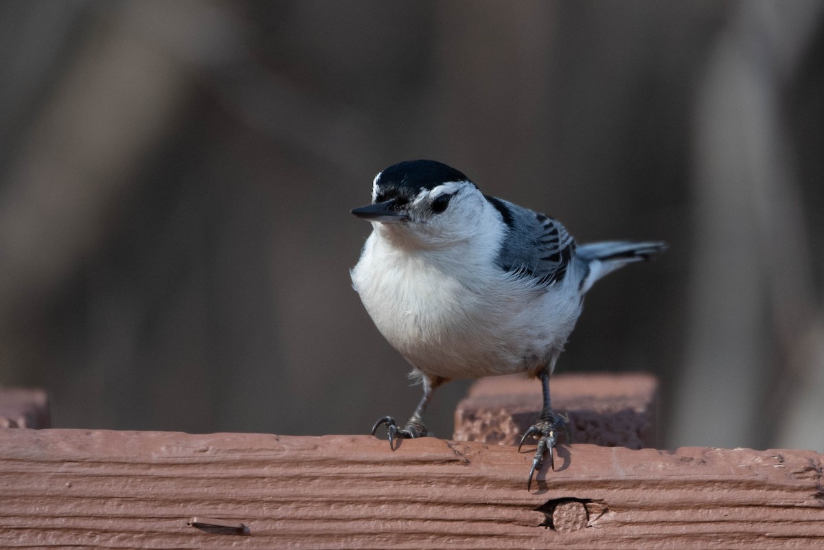 White-breasted Nuthatch - Andrea Heine