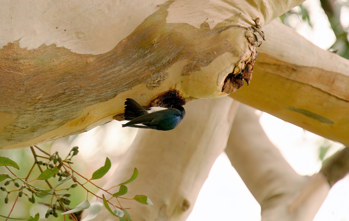 Tree Swallow - Jane Mygatt